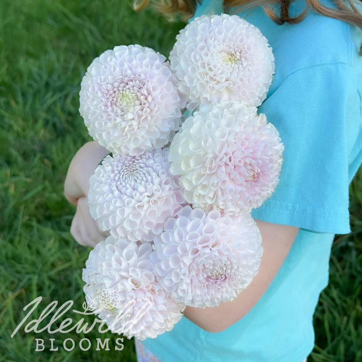 Irish Erin dahlia tuber. This white, ball, over 3.5" dahlia was introduced by Steve &amp; Sandy Boley in 2024. 