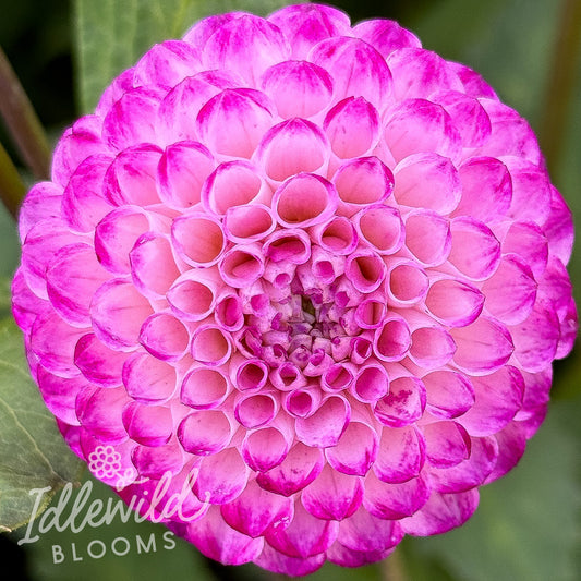 Irish Miss dahlia tuber, Irish Miss dahlia flower, Irish Miss dahlia bulb