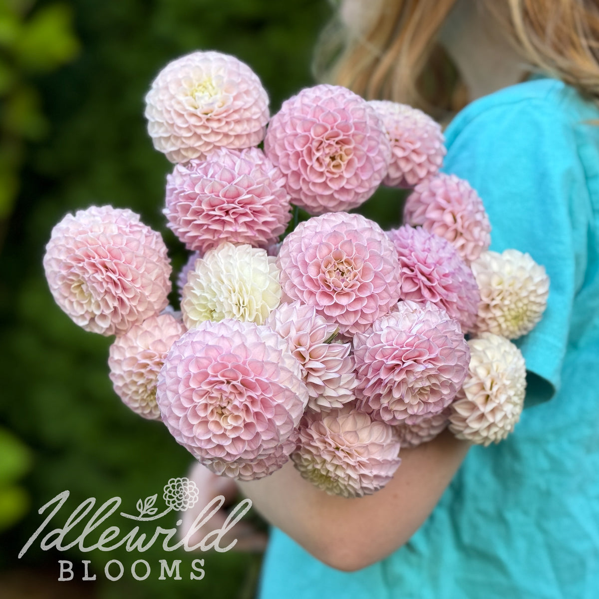 Irish Pinky dahlia tubers, Irish Pinky dahlia bouquet, Irish Pinky dahlia bulbs