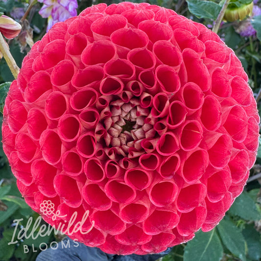 Irish Red dahlia tuber, Irish Red dahlia flower, Irish Red dahlia bulb