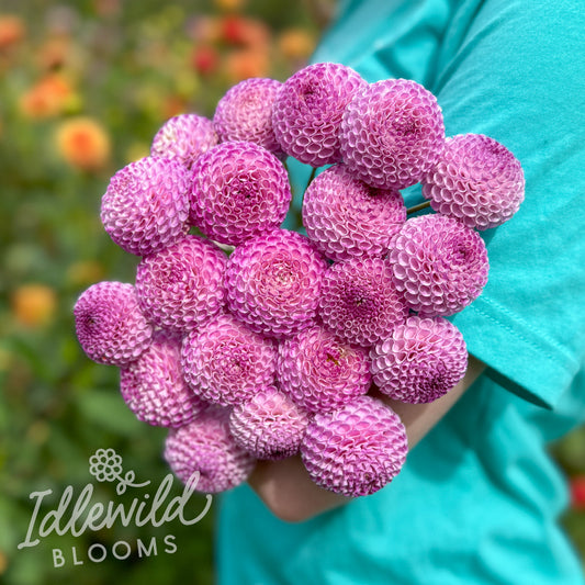 Irish Speckles dahlia tubers, Irish Speckles dahlia bulbs, Irish Speckles dahlia bouquet