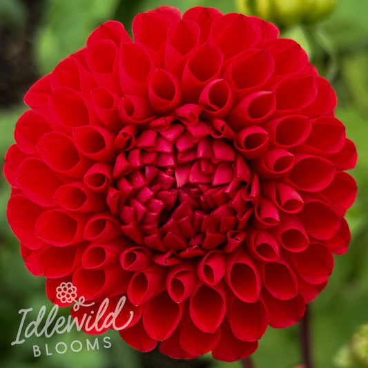 Irish Spice dahlia tuber, Irish Spice dahlia bulb, Irish Spice dahlia flower