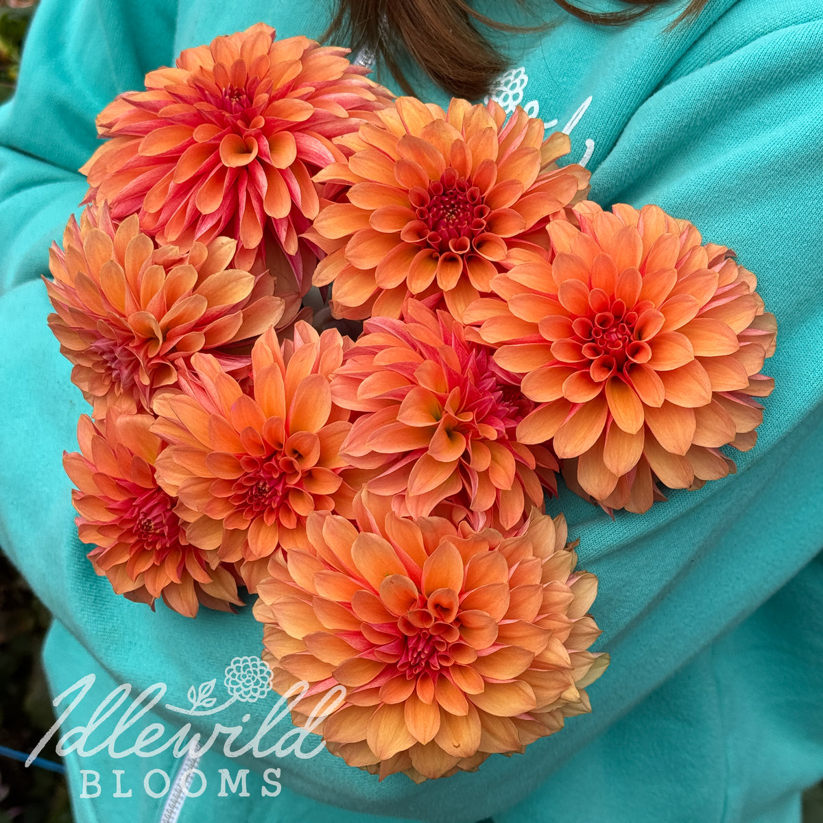 Jeffrey dahlia tubers. This orange, stellar, over 2" dahlia was introduced by Eugene Kenyon.