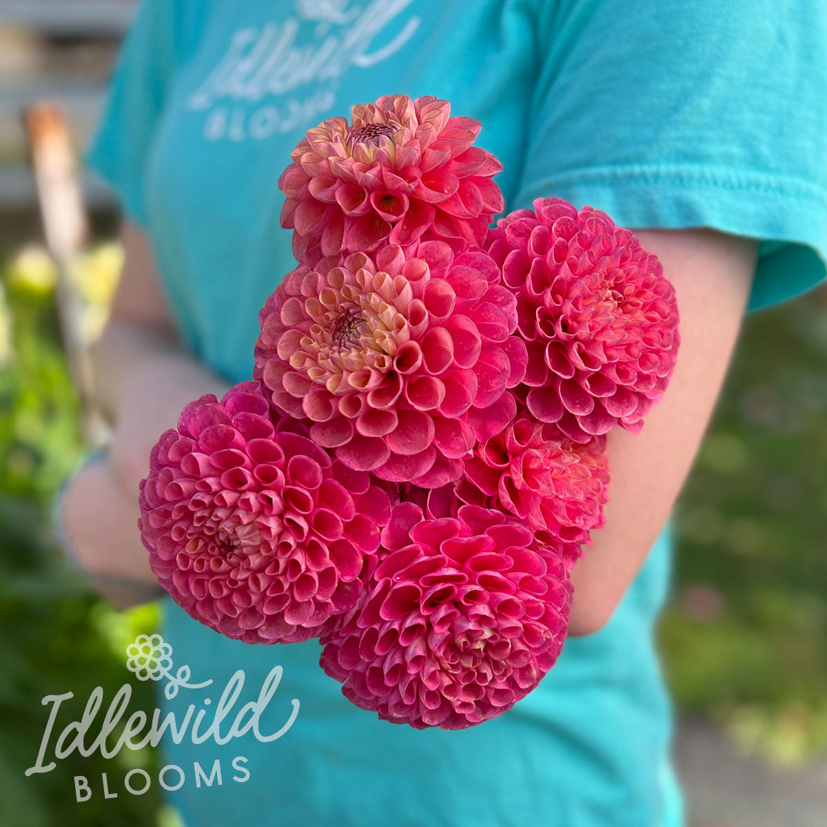 Jowey Frambo Dahlia Tuber | Jowey Frambo Flower Bulb & Information ...