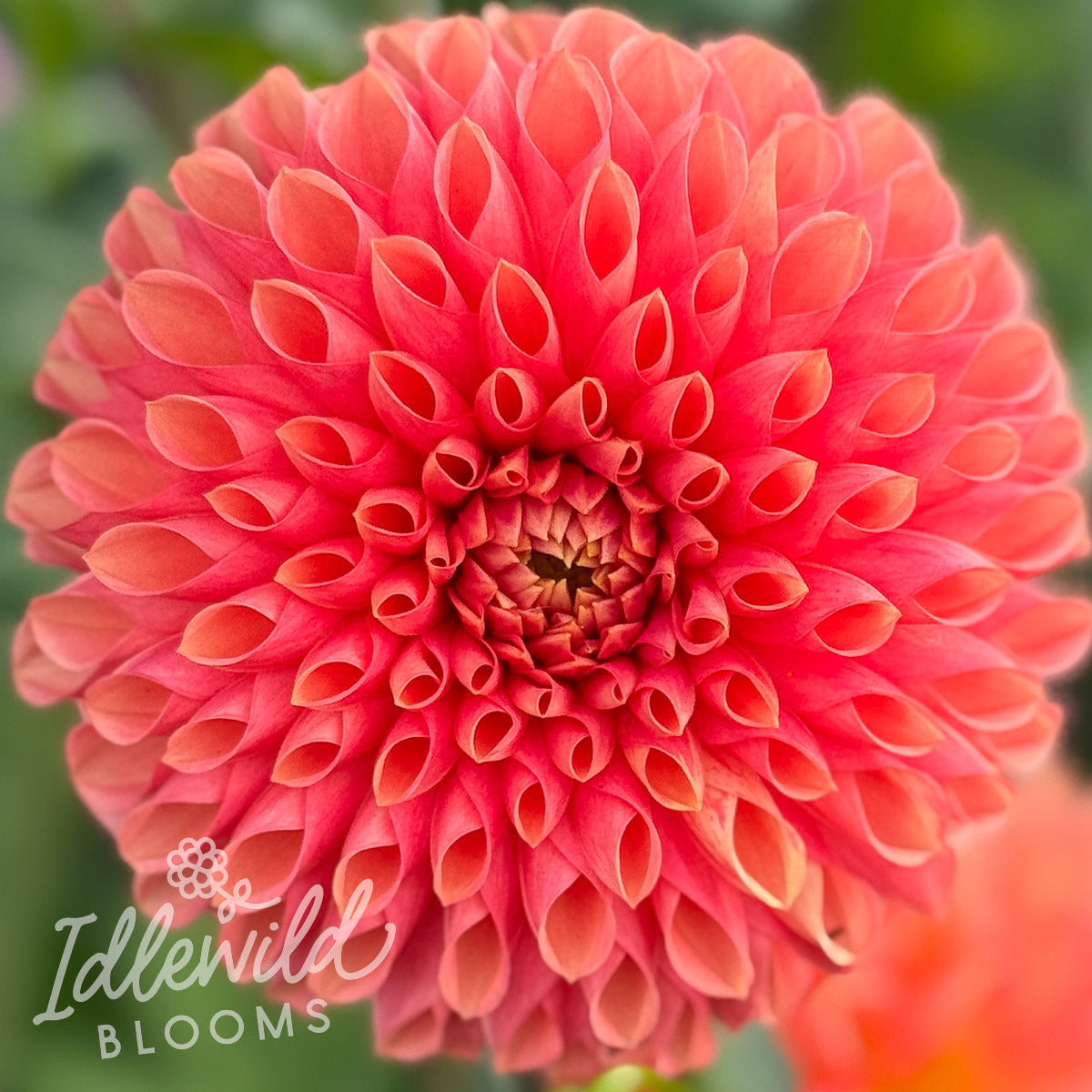 Jowey Linda dahlia tuber, Jowey Linda dahlia flower, Jowey Linda dahlia bulb