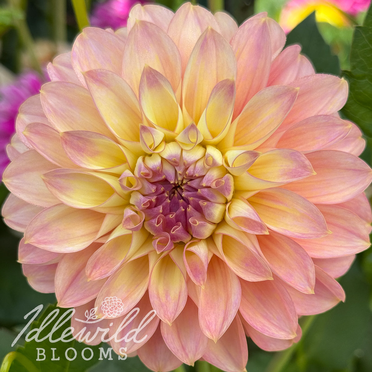 Kamille's Shortcake dahlia tuber, Kamille's Shortcake dahlia bulb, Kamille's Shortcake dahlia flower
