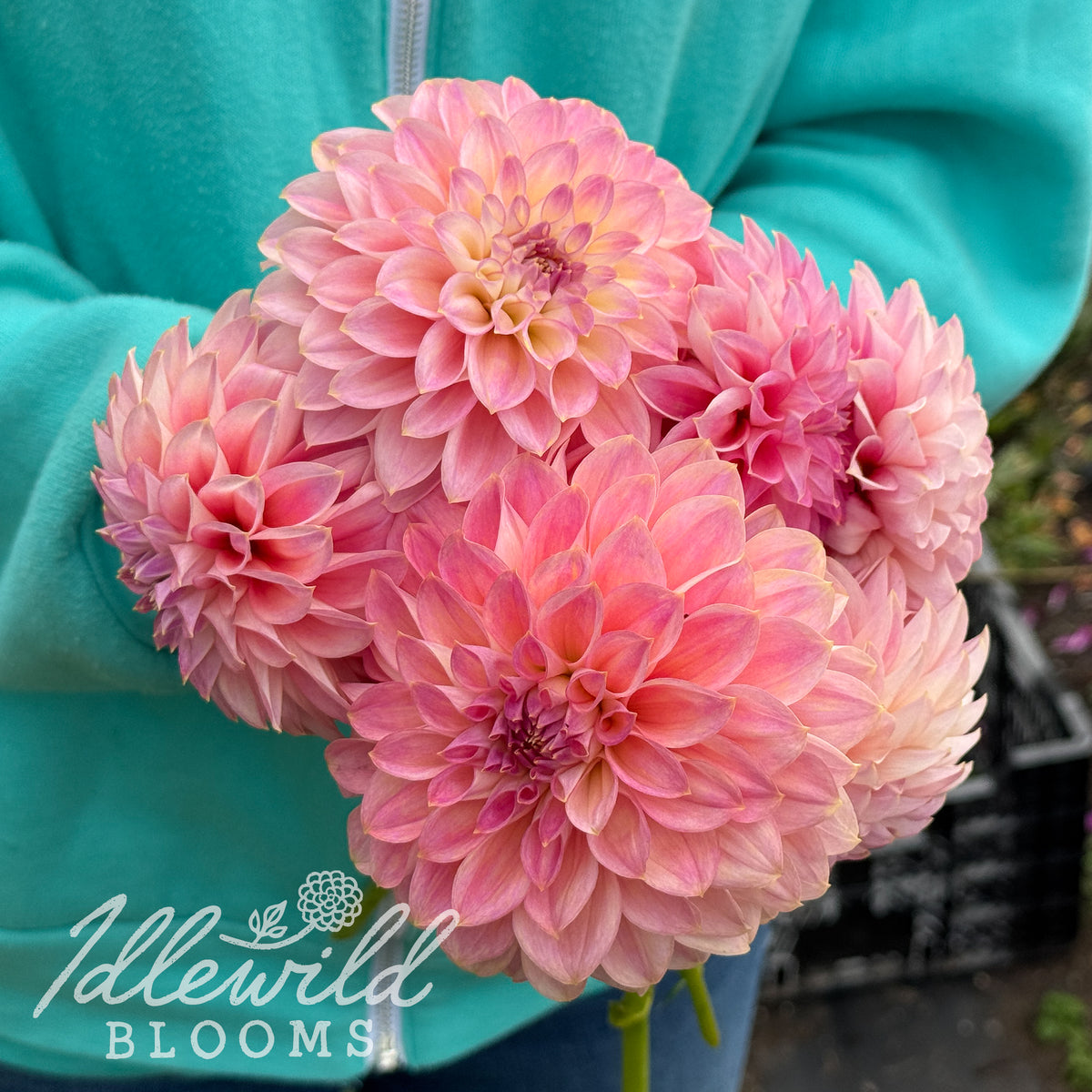 Kamille's Shortcake dahlia tubers. This 4" to 6", pink, formal decorative dahlia was introduced by Kamille Scellick in 2026.