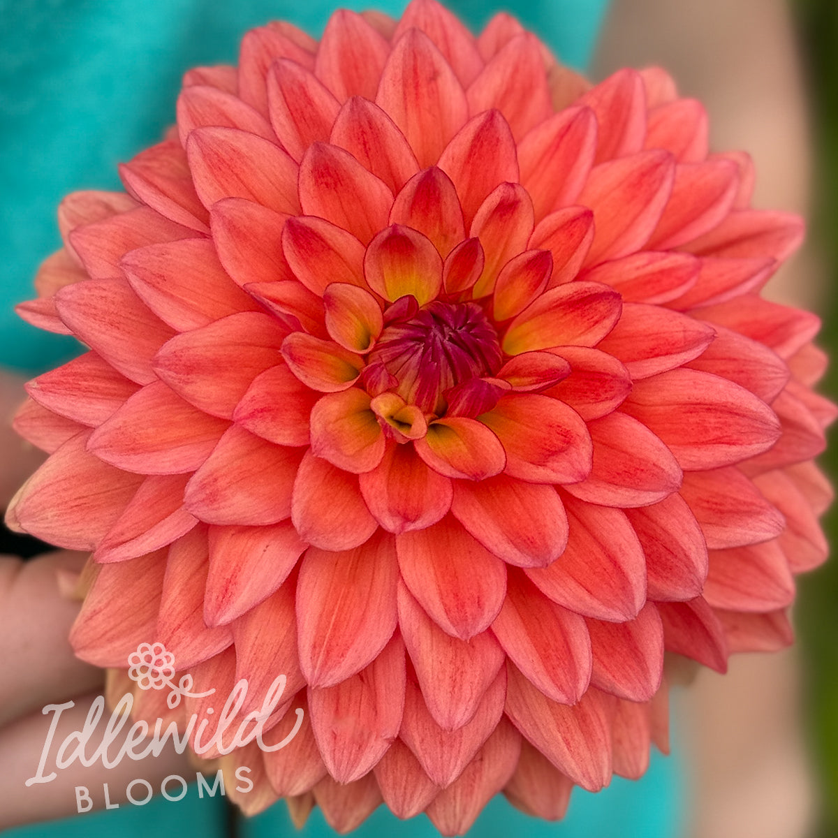 Katherine's Sunset dahlia tuber, Katherine's Sunset dahlia bulb, Katherine's Sunset dahlia flower