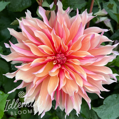 Labyrinth dahlia tuber, Labyrinth dahlia flower, Labyrinth dahlia bulb