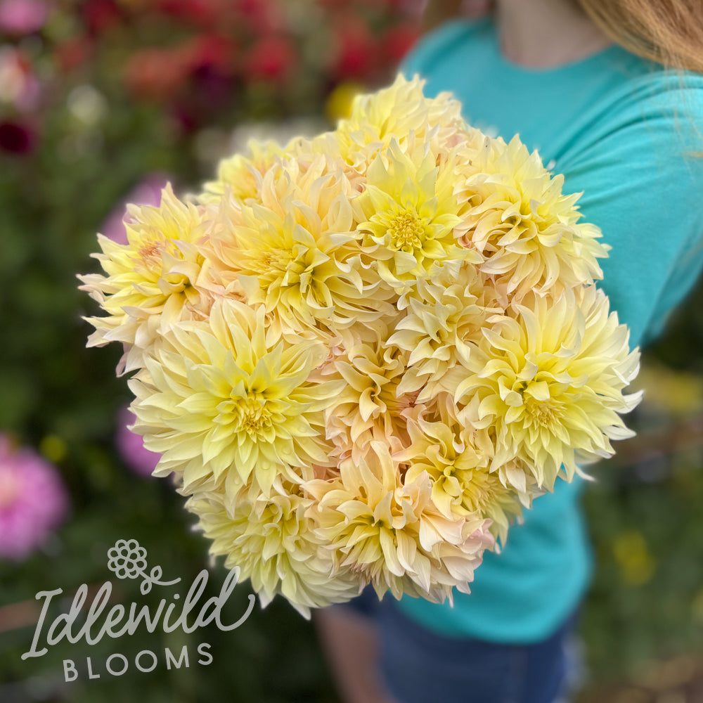 Lakeview Blush dahlia bouquet, Lakeview Blush dahlia tubers, Lakeview Blush dahlia bulbs