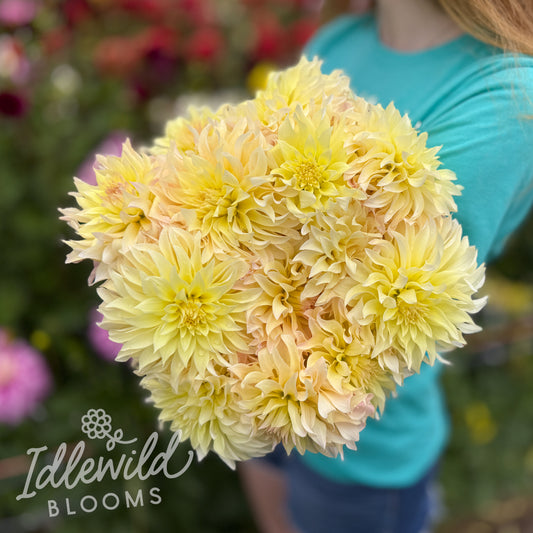 Lakeview Blush dahlia bouquet, Lakeview Blush dahlia tubers, Lakeview Blush dahlia bulbs