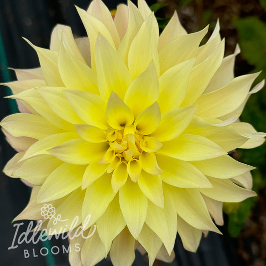 Lakeview Blush dahlia tuber, Lakeview Blush dahlia bulb, Lakeview Blush dahlia flower