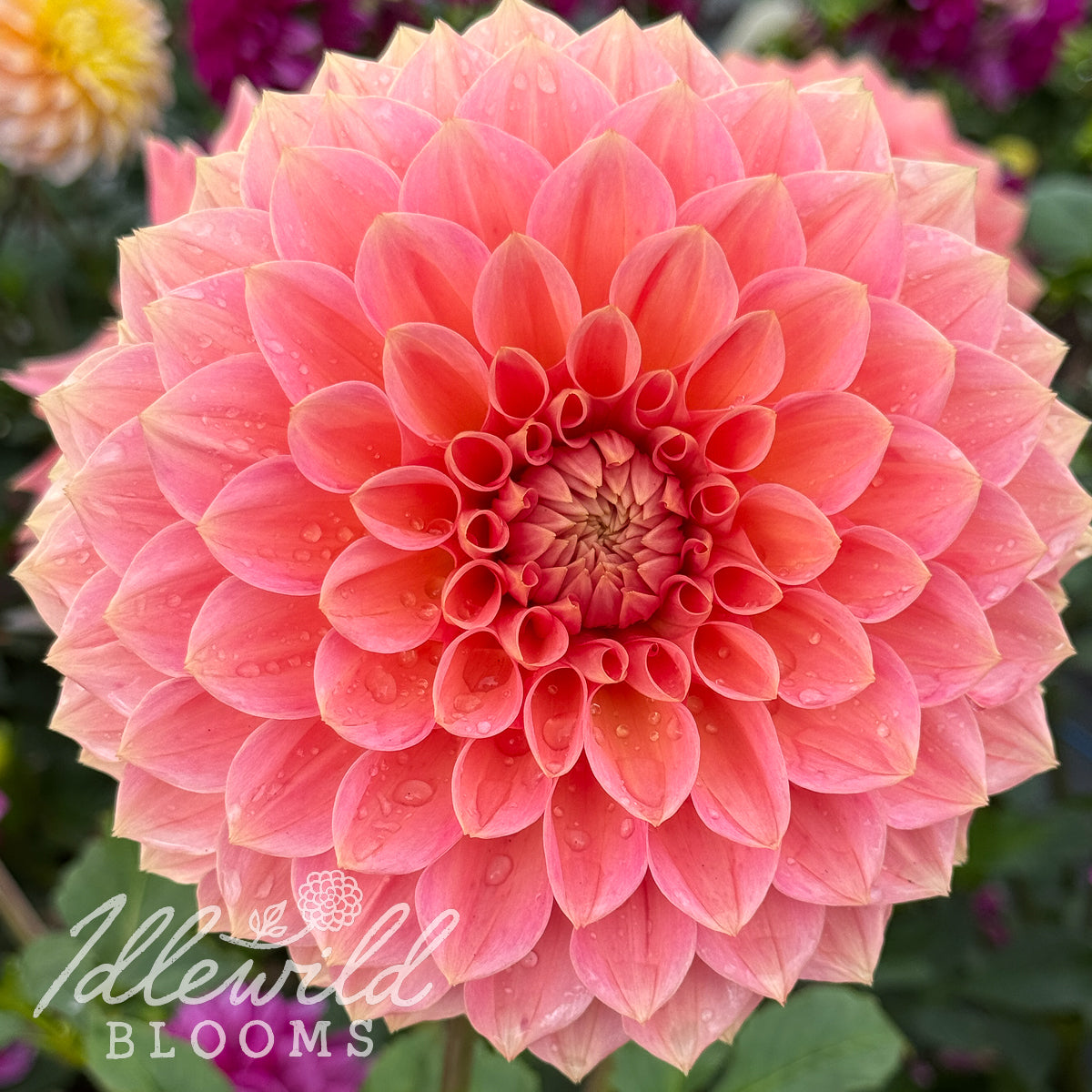 Lakeview Lady dahlia tubers, Lakeview Lady dahlia flowers, Lakeview Lady dahlia bulbs