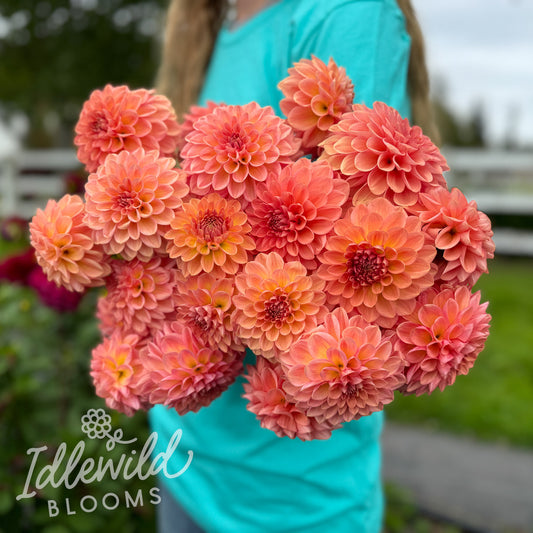 Lark's Ebbe dahlia tubers, Lark's Ebbe dahlia bulbs,  Lark's Ebbe dahlia bouquet