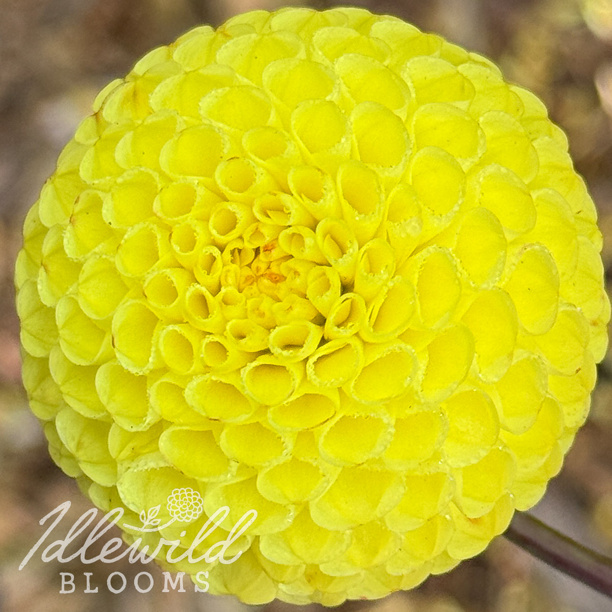Lismore Moonlight dahlia tuber, Lismore Moonlight dahlia bulb, Lismore Moonlight dahlia flower