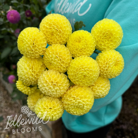 Little Scottie dahlia tubers, Little Scottie dahlia bulbs, Little Scottie dahlia bouquet