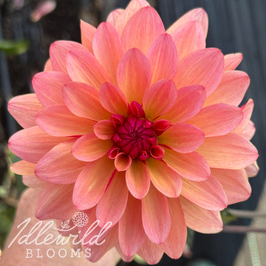 Mary's First dahlia tuber, Mary's First dahlia flower, Mary's First dahlia bulb