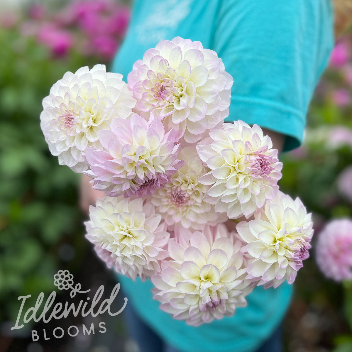 Midnight Moon Dahlia Tuber | Midnight Moon Flower Bulb & Information ...