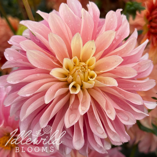 Misfit Antique dahlia tuber, Misfit Antique dahlia flower, Misfit Antique dahlia bulb