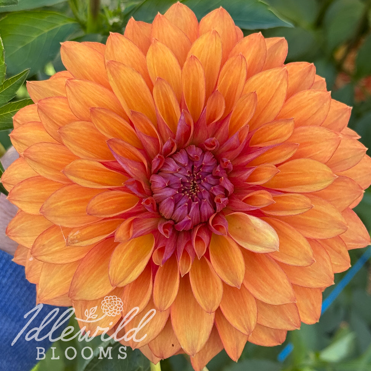 Misfit Kaleidoscope dahlia tuber. This bronze, formal decorative, small dahlia was introduced by Christine Tareen in 2025. The ADS classifies this as a 3011.