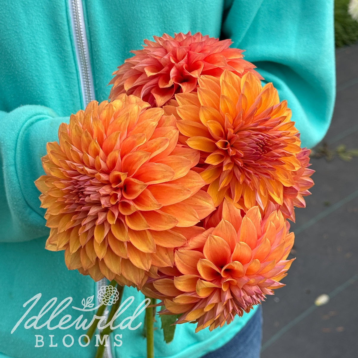 Misfit Kaleidoscope dahlia tubers. This bronze, formal decorative, small dahlia was introduced by Christine Tareen in 2025.