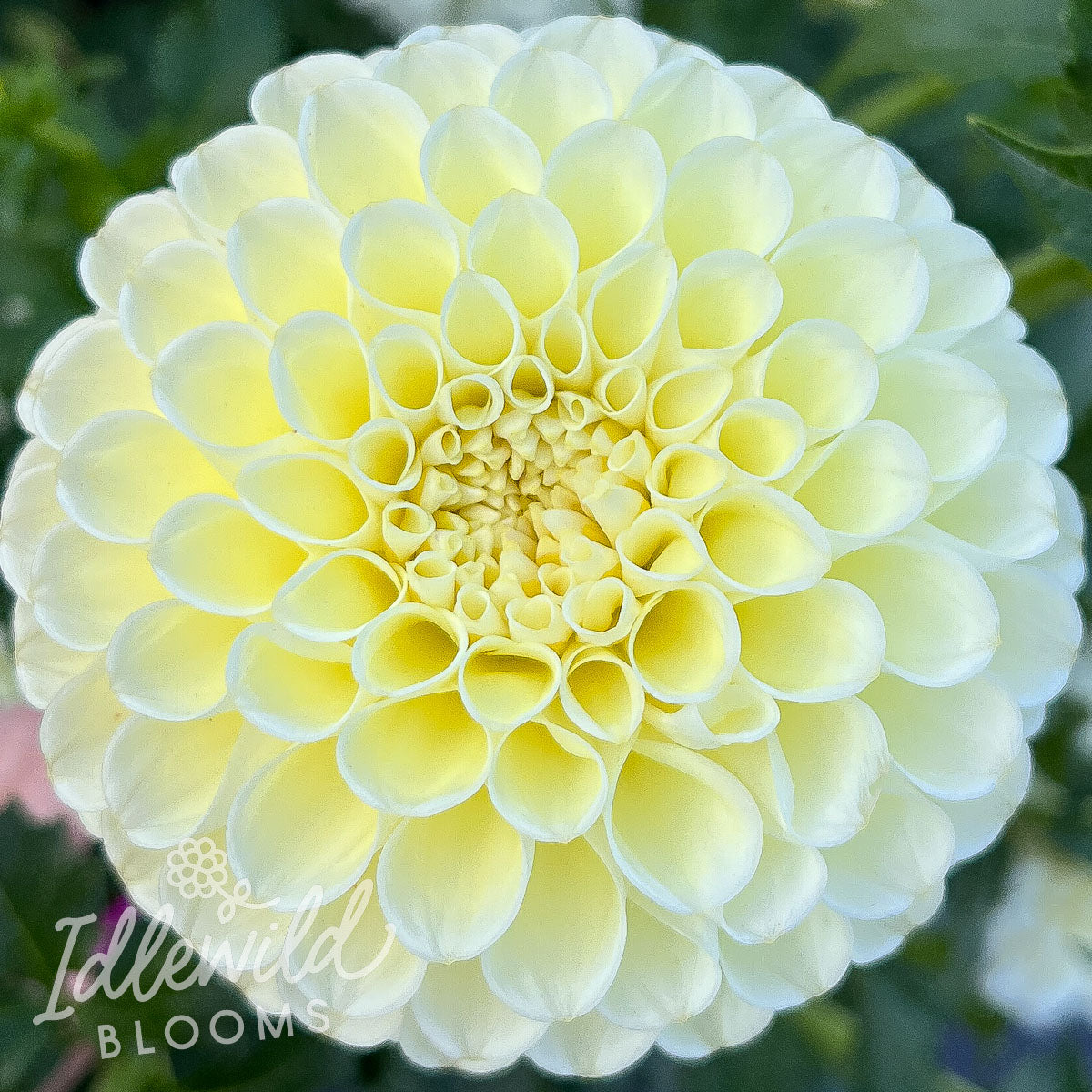 MM Buttercream dahlia tuber, MM Buttercream dahlia bulb, MM Buttercream dahlia flower