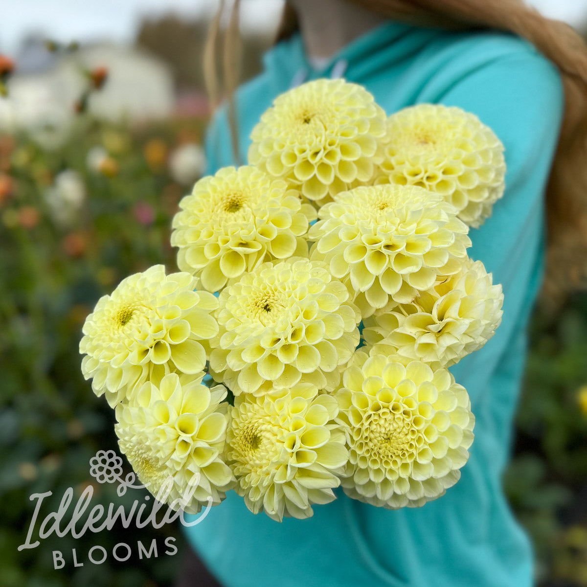 MM Buttercream dahlia bouquet, MM Buttercream dahlia tubers, MM Buttercream dahlia bulbs