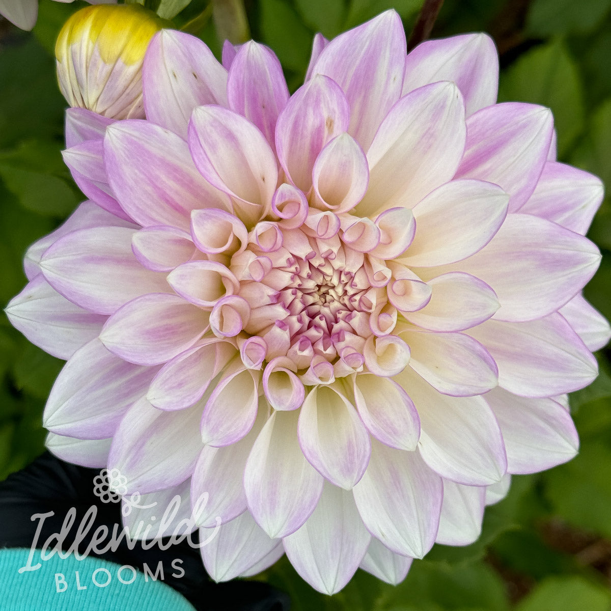 Montana Centennial dahlia tuber, Montana Centennial dahlia bulb, Montana Centennial dahlia flower