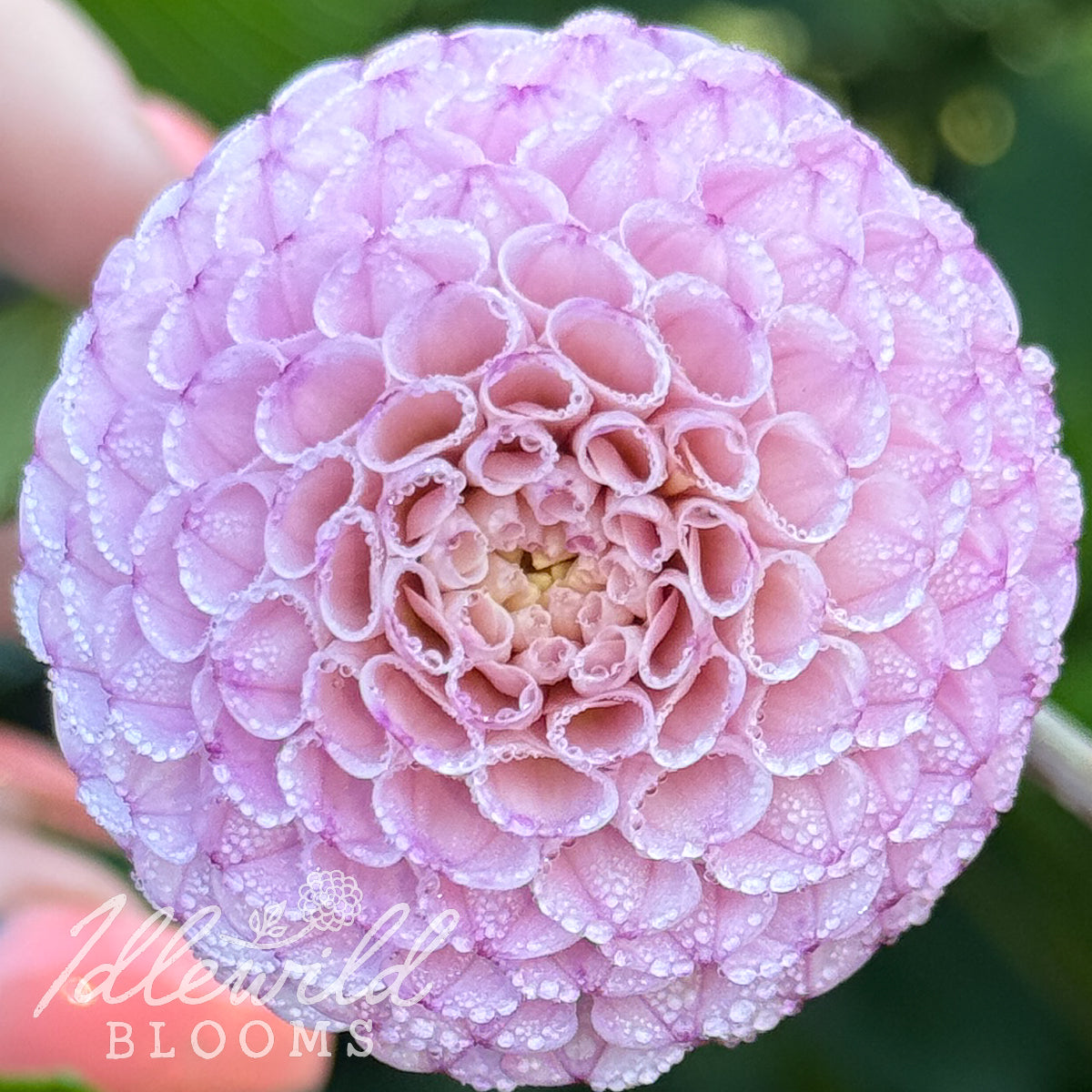 Ms Buttons dahlia tuber, Ms Buttons dahlia flower, Ms Buttons dahlia bulb
