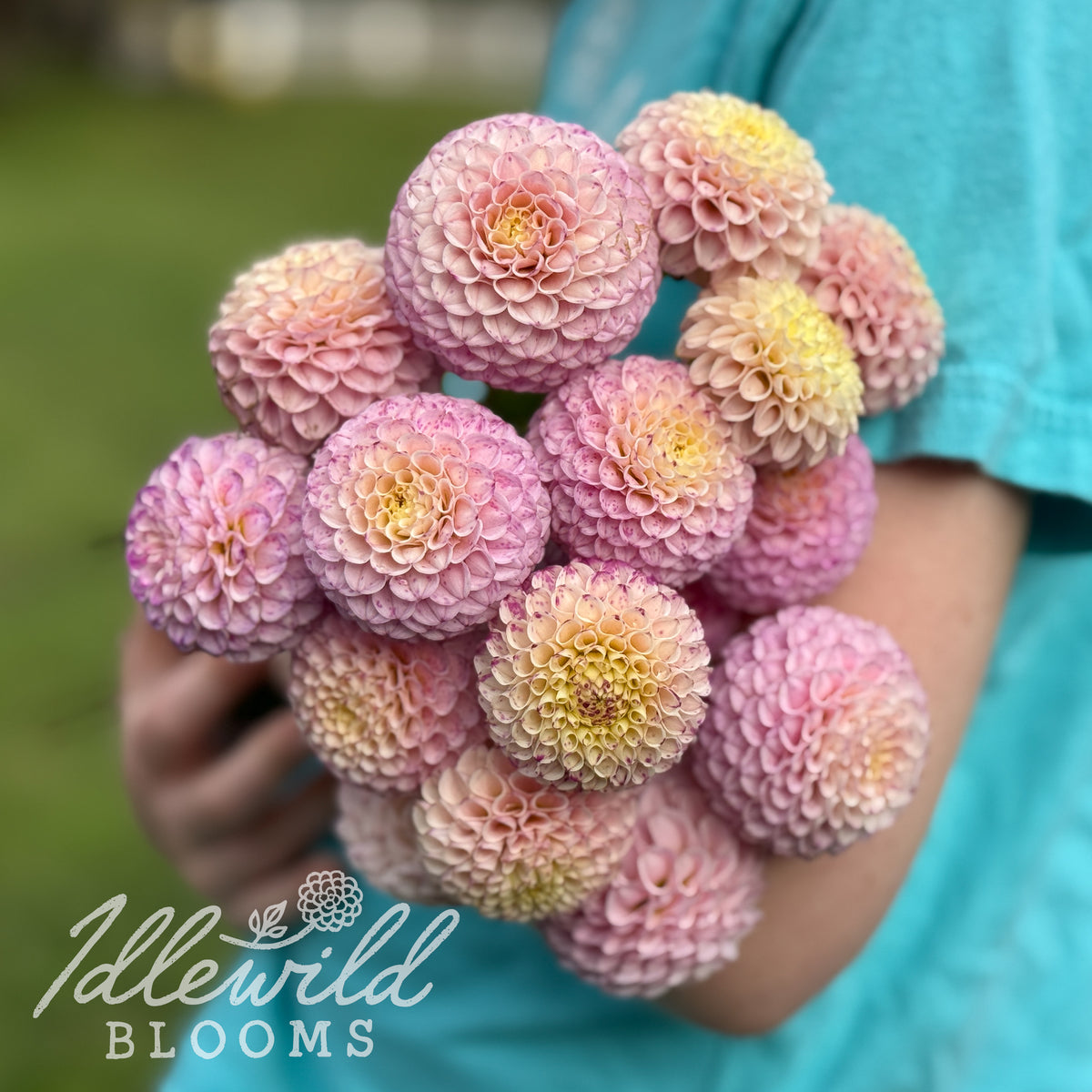 Ms Buttons dahlia tuber. This up to 2", pink, pompon dahlia was introduced by Steve &amp; Sandy Boley in 2026. 