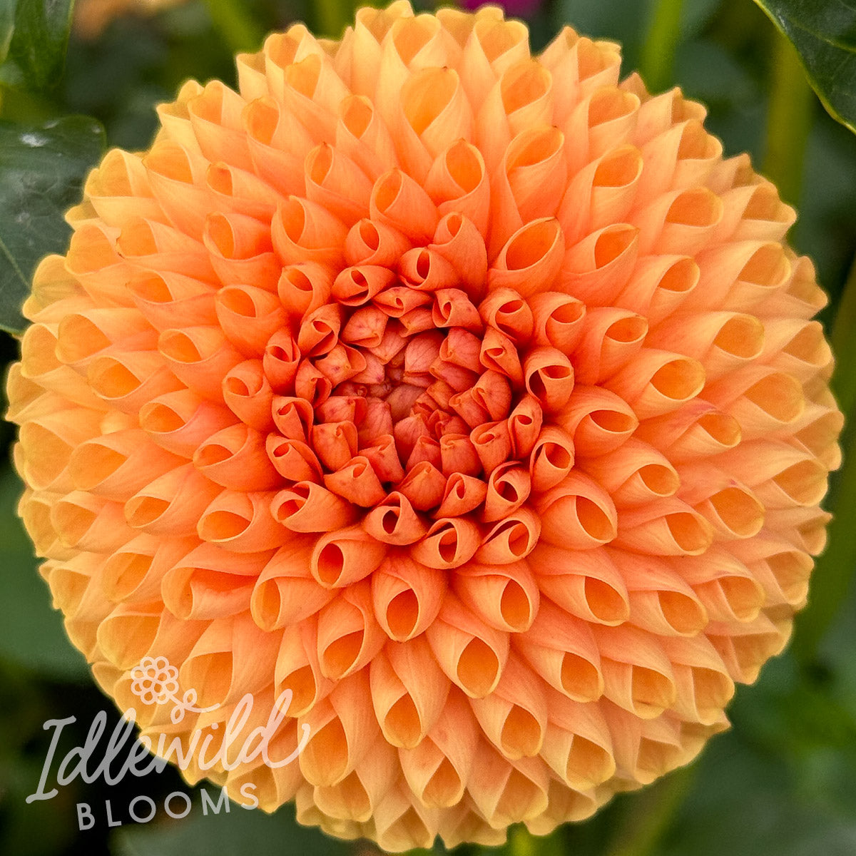 Ms Honey dahlia tuber, Ms Honey dahlia bulb, Ms Honey dahlia flower