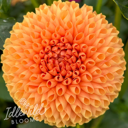 Ms Honey dahlia tuber, Ms Honey dahlia bulb, Ms Honey dahlia flower