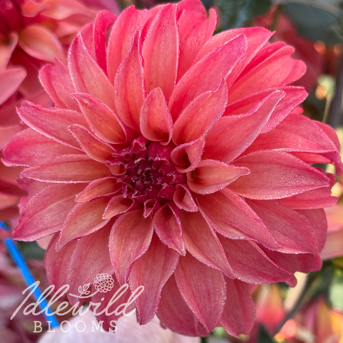 Ms Prissy dahlia flower, Ms Prissy dahlia bulb, Ms Prissy dahlia tuber