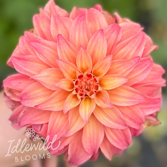 Ms Prissy dahlia tuber, Ms Prissy dahlia flower, Ms Prissy dahlia bulb