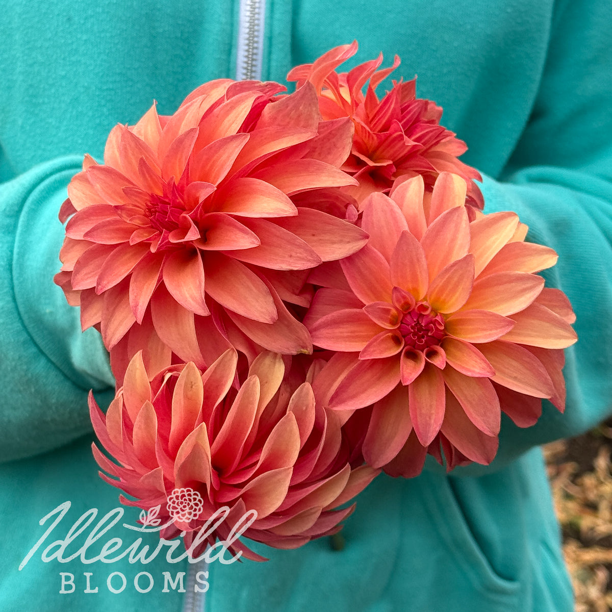 Ms Prissy dahlia tubers. This dark red, stellar, over 2" dahlia was introduced by Steve &amp; Sandy Boley in 2008. 