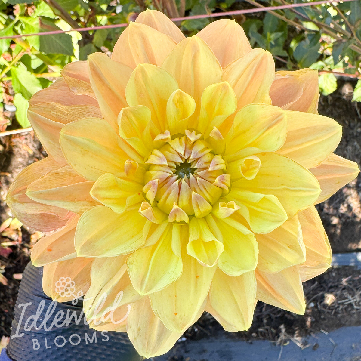 My Forever dahlia tuber, My Forever dahlia bulb, My Forever dahlia flower