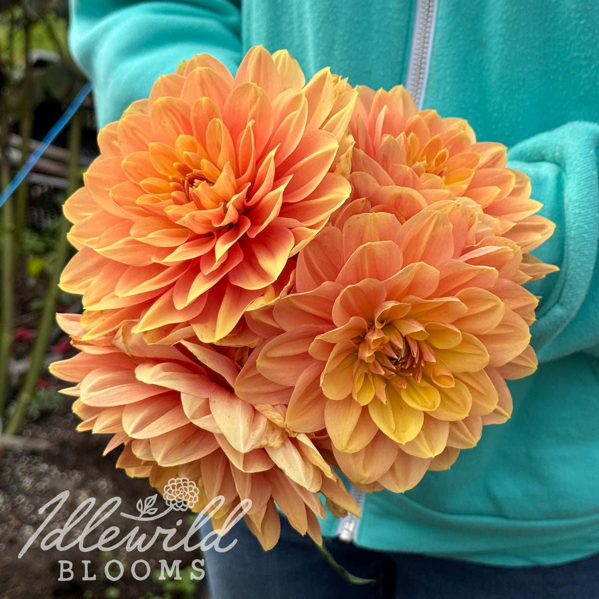 My Forever dahlia tubers. This orange, waterlily, over 2" dahlia was introduced by Nick Gitts in 2020.