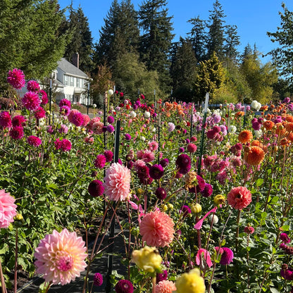 Mini Dahlia Surprise Box