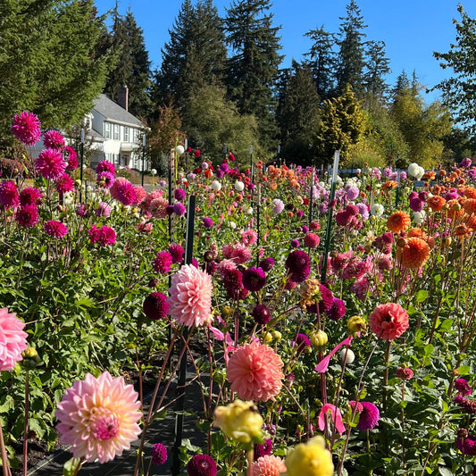 Mini Dahlia Surprise Box
