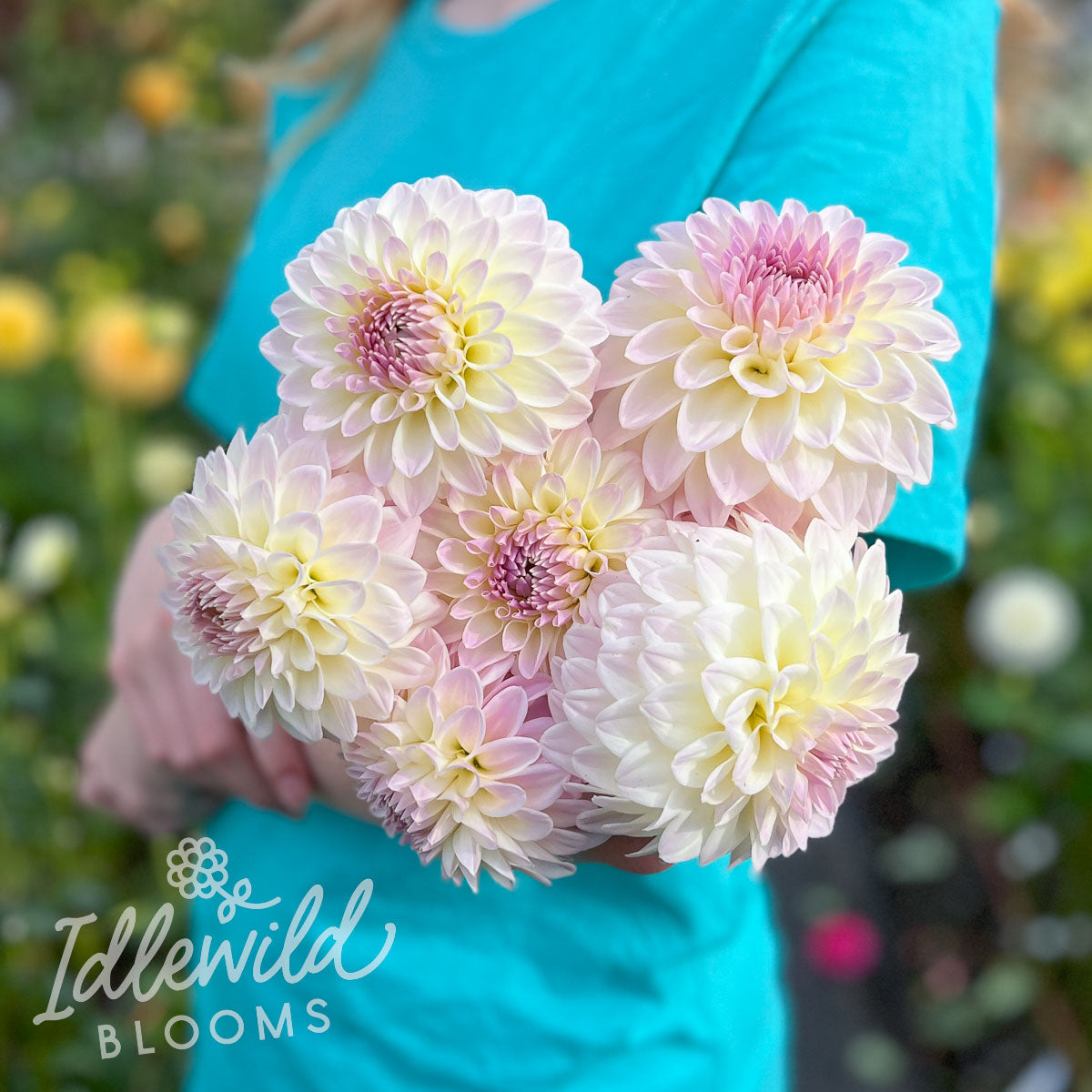 Narrows Ryder dahlia bouquet, Narrows Ryder dahlia flowers, Narrows Ryder dahlia tubers, Narrows Ryder dahlia bulbs