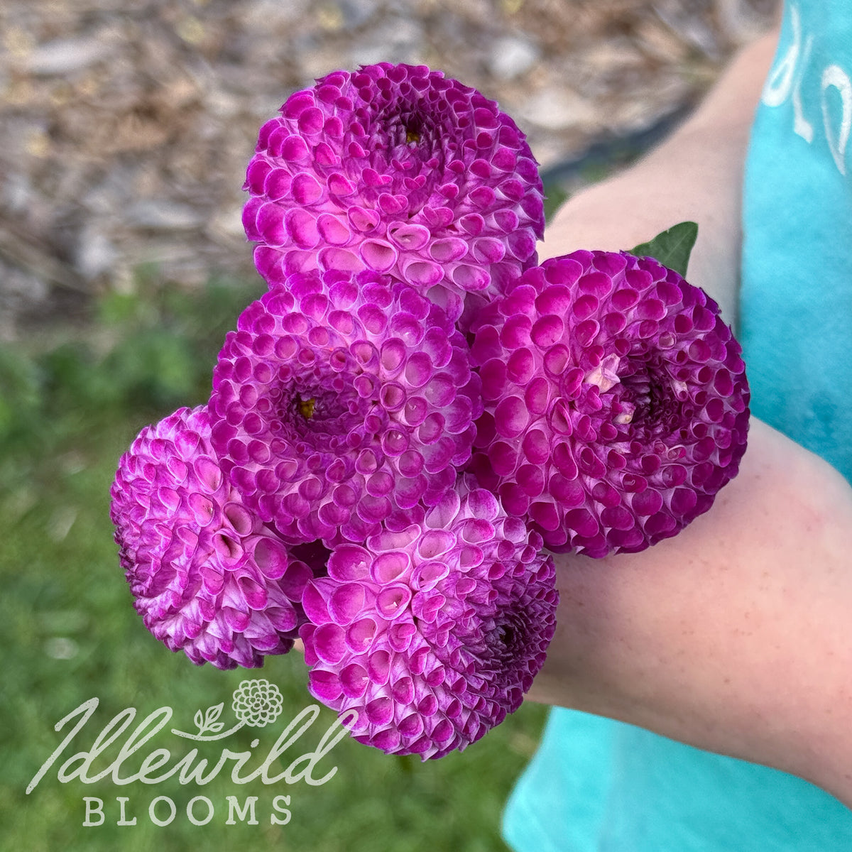 Nellie's Rose dahlia tubers. This purple, pompon, up to 2" dahlia was introduced by Bud Ervin in 2013.