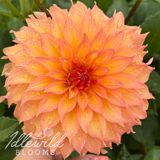 Newaukum Honey dahlia tuber, Newaukum Honey dahlia flower, Newaukum Honey dahlia bulb