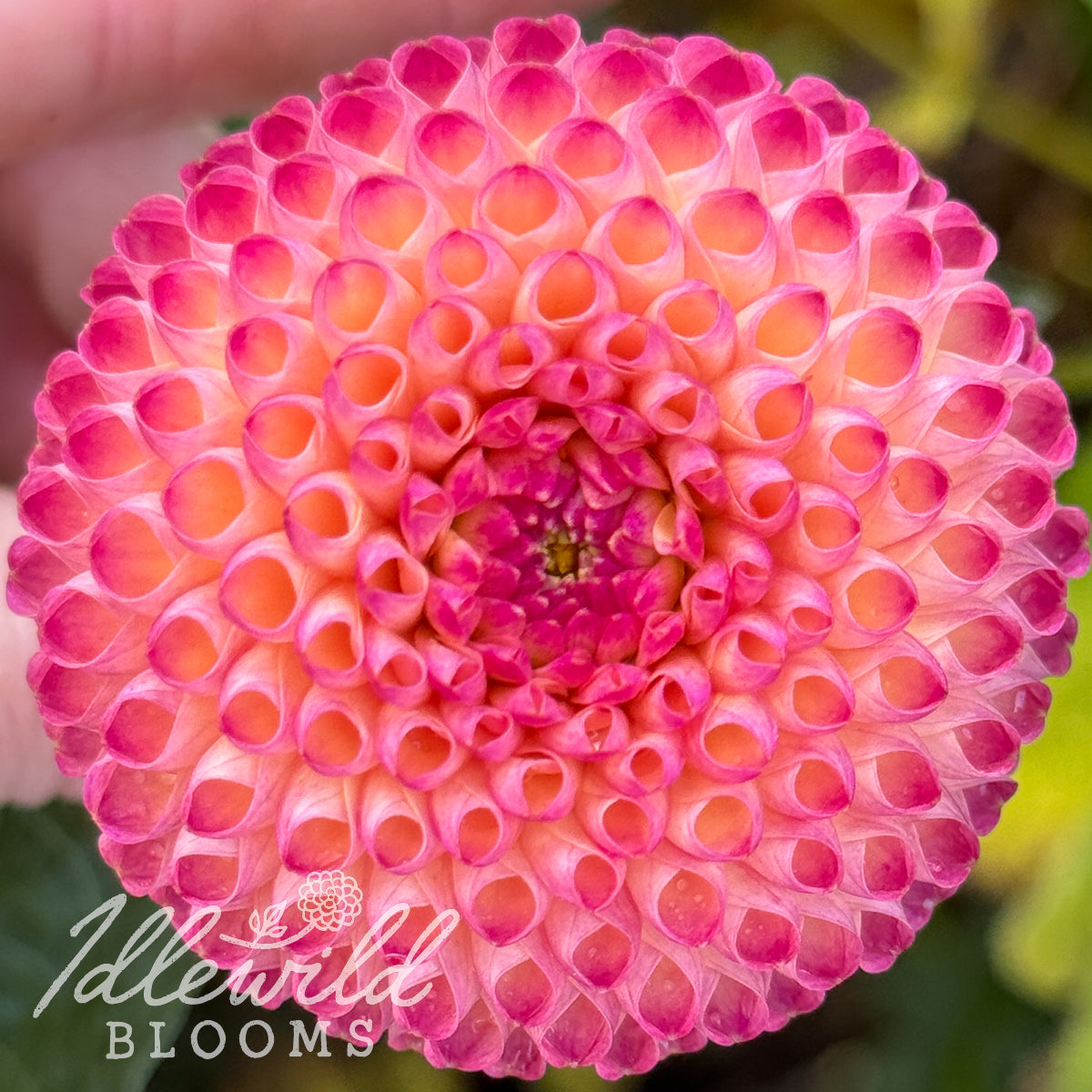 Nuland's Josephine dahlia tuber, Nuland's Josephine dahlia bulb, Nuland's Josephine dahlia flower