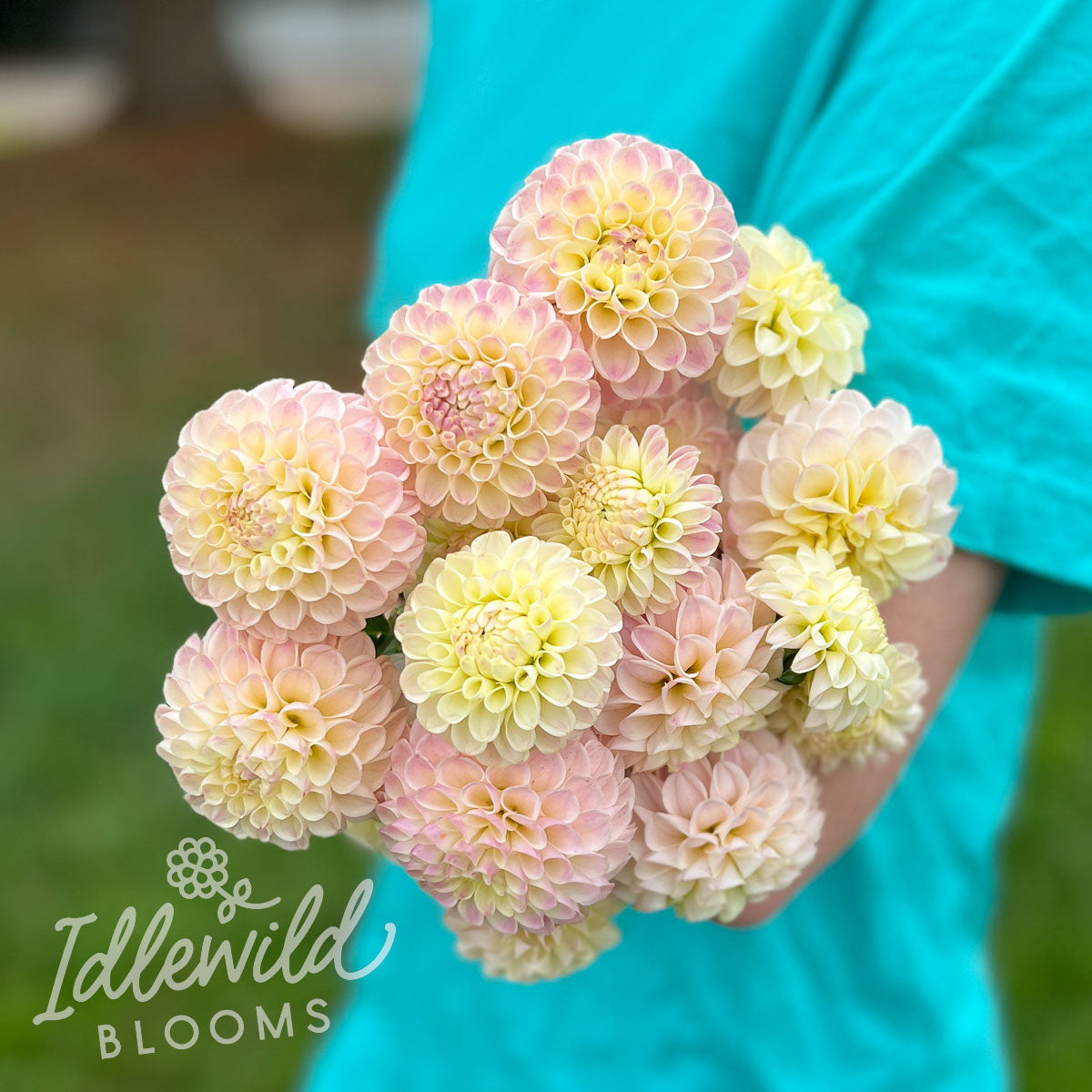 Odyssey dahlia bouquet, Odyssey dahlia tubers, Odyssey dahlia flowers