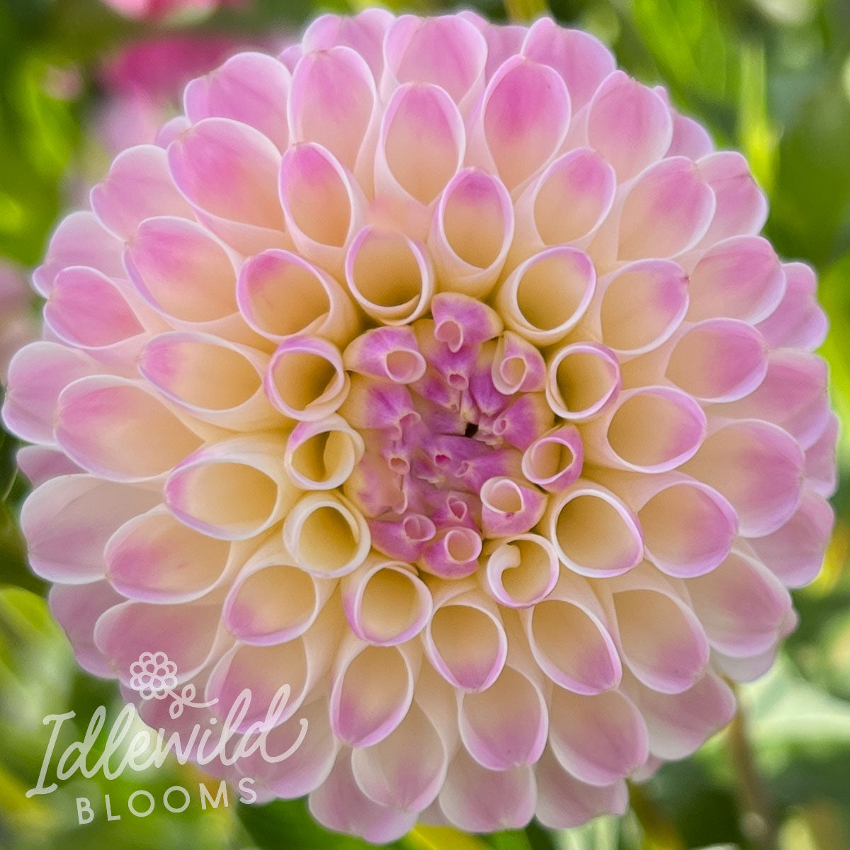 Odyssey dahlia tuber, Odyssey dahlia bulb, Odyssey dahlia flower