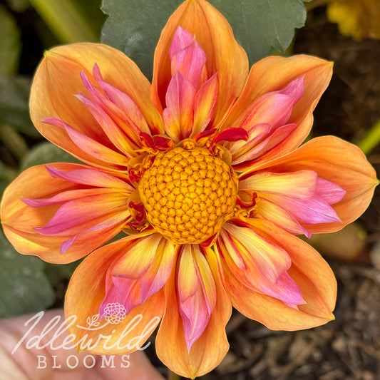 Orange Hype dahlia tuber, Orange Hype dahlia bulb, Orange Hype dahlia flower
