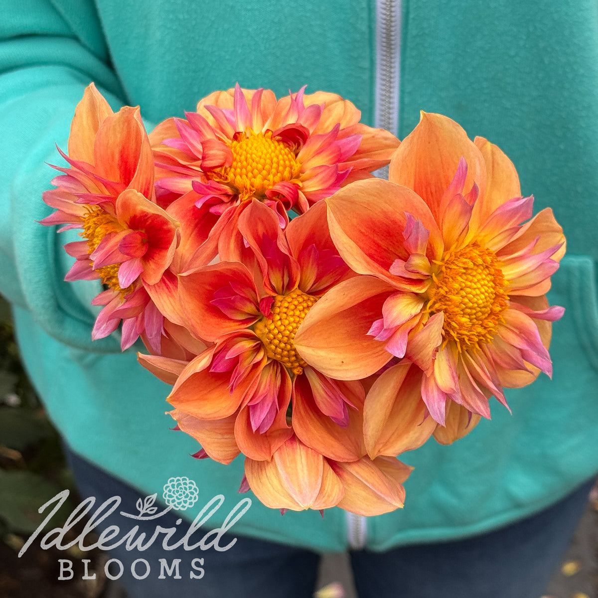 Orange Hype dahlia tubers. This over 2", orange, collarette dahlia was introduced by Jürgen Wagschal in 2020.