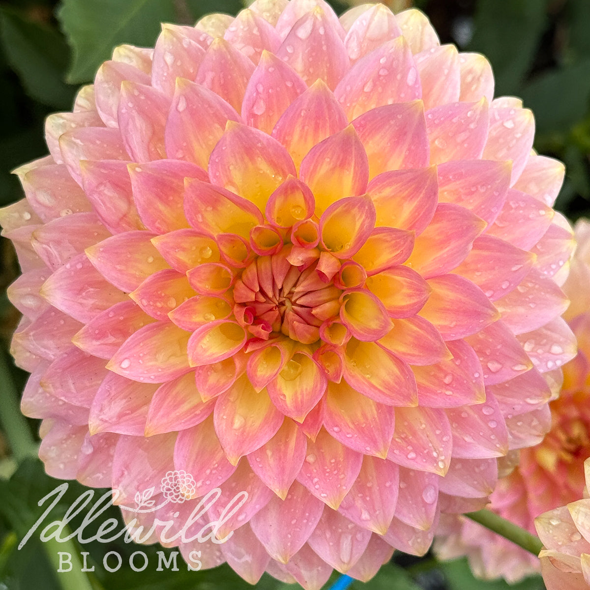 Oreti Adele dahlia tuber, Oreti Adele dahlia flower, Oreti Adele dahlia bulb