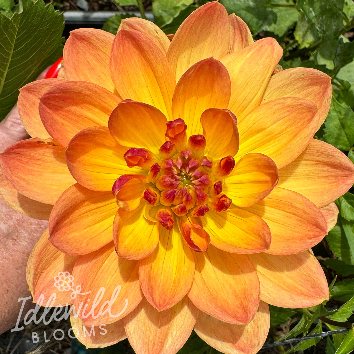 Pam Howden Dahlia Tuber | Pam Howden Flower Bulb & Information ...