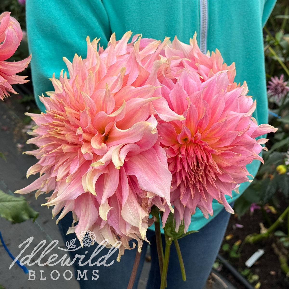 Penhill Watermelon dahlia tubers. This light blend, informal decorative, over 10" dahlia was introduced by Walter Maritz in 2000.